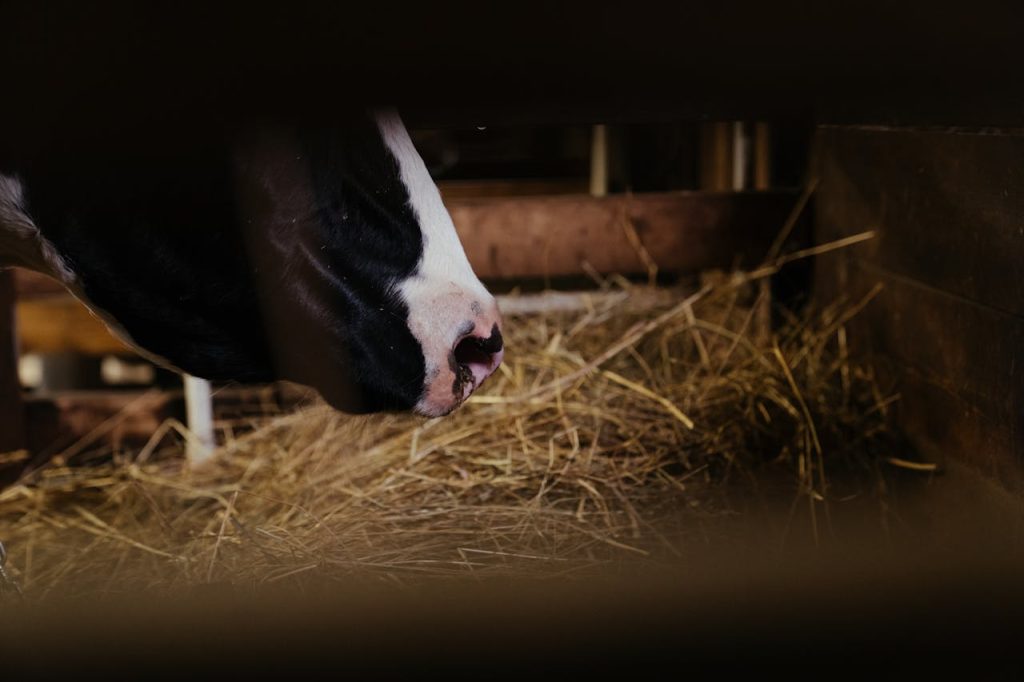 A cow in a barn eating hay.